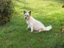 Logo Annett Gersene Hundesalon Tapse