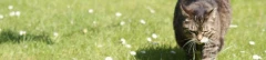 Logo Annette Mobile Tierheilpraxis für Kleintiere Veterinärhomöopathin