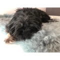 Anton Dullinger Hundezucht Wallerfing