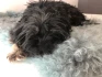 Logo Anton Dullinger Hundezucht