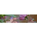 Logo Antonias Nailhaus