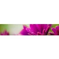 Logo Appel, Doris