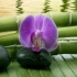 Logo Araya Thaimassage