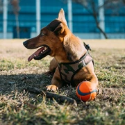 Arbeitsamt für Hunde Teltow