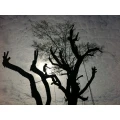ARBOR VITA Baumpflege Gudow