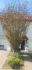 Logo Asse Baum- & Landschaftsdienst