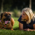 Logo Astrid Stennei - Coaching für Hund & Halter