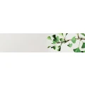 Logo Praxis f&uuml;r Naturmedizin und Scholastica Ausbildung zum Heilpraktiker