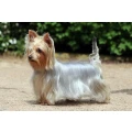Australian Silky Terrier