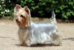Logo Australian Silky Terrier Of Silky's Dream