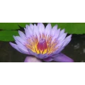 Logo Ayurvedische Massagen Sabine Proft