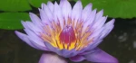 Logo Ayurvedische Massagen Sabine Proft