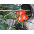 BALDUR-Garten GmbH Bensheim