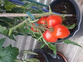BALDURGarten Bensheim Öffnungszeiten Telefon Adresse