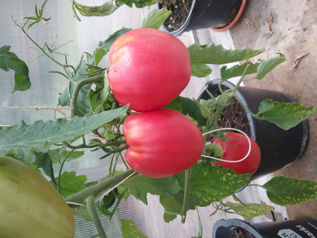 BALDURGarten Bensheim Öffnungszeiten Telefon Adresse
