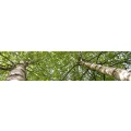 Logo Baum-Toni Tomo Galic