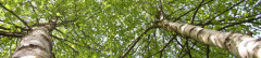 Logo Baum-Toni Tomo Galic