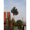 Baumf&auml;llungen & Gartenpflege Becker Altrip