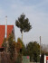 Logo Baumfällungen & Gartenpflege Becker