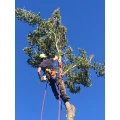 Baumpflege Abels Herzogenrath