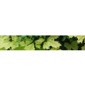 Logo Baumpflege Schneewei&szlig; GmbH