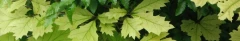 Logo Baumpflege Schneewei&szlig; GmbH Garten- und Baumpflege