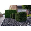 Logo Baumpflege Wissing
