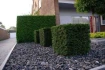 Logo Baumpflege Wissing Frank Wissing