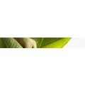 Logo Bechtel Mronga GbR