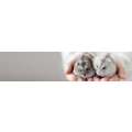 Logo Becker-Schmalfu&szlig; Tierarztpraxis
