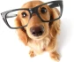 Logo Bernd Schetzek Hundeschule