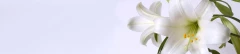 Logo Bestatter Niemann Bestatter