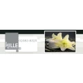 Bestattungen Hille B&ouml;nen
