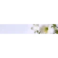 Logo Bestattungshaus Rehberg