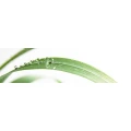 Logo Frey, Bettina