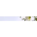 Logo Schaper, Bettina
