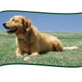 Logo Bettina Vogelskamp Hundeschule