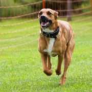 Bianca Mühlena Hundetrainerin - Hundetraining Hamburg