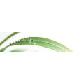 Logo BIANCON Gesellschaft f&uuml;r Biotop-Analyse und Consulting mbH