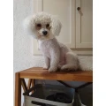 Bichon Frise von der gr&uuml;nen Aue Crimmitschau