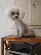 Bichon Frise von der gr&uuml;nen Aue Crimmitschau
