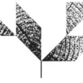 Logo Biermann