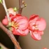 Logo Birgit Falk Blumen