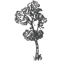 Logo Birken-Apotheke