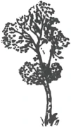 Logo Birken-Apotheke
