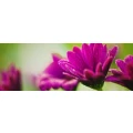 Logo Blomberg Ulrike