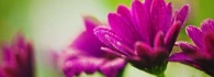 Logo Blomberg Ulrike