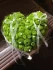 Logo Blumen Baruch