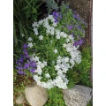 Blumen Bernhardt Elkenroth