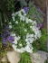 Logo Blumen Bernhardt